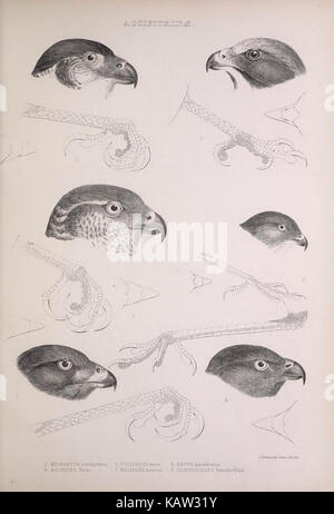 Cette illustration tirée de « les genres des oiseaux » représente diverses espèces d'oiseaux, présentant des illustrations ornithologiques détaillées. Le travail sert de référence importante pour la classification et le comportement des oiseaux, contribuant à la recherche ornithologique. Banque D'Images