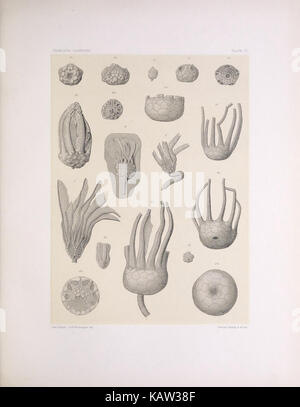 Le North American Crinoidea camerata (PLANCHE XI) (7401798506) Banque D'Images