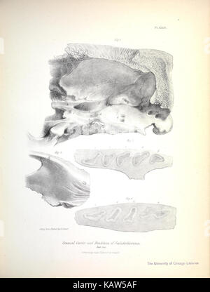 Une plaque tirée de la documentation zoologique du voyage du HMS Beagle, présentant diverses espèces étudiées au cours du voyage. La plaque comprend des illustrations et des descriptions des espèces observées. Banque D'Images