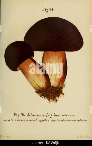 *Trattatello popolare sui funghi* (Un traité populaire sur les champignons) est une œuvre italienne qui fournit des illustrations et des descriptions détaillées des champignons. Il se concentre sur l'identification et les caractéristiques des différentes espèces de champignons trouvés en Italie. Banque D'Images