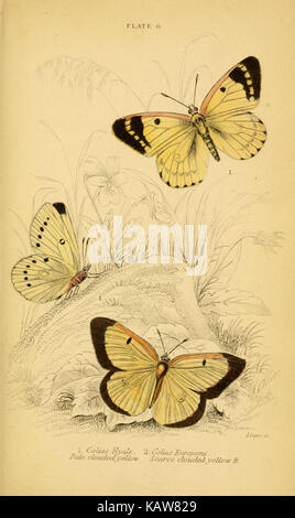 L'histoire naturelle du British butterflies (planche 6) (6076675443) Banque D'Images