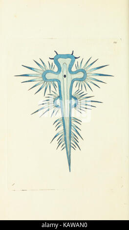 Le Naturalist's Miscellany, ou des chiffres de couleur d'objets naturels BHL40296854 Banque D'Images