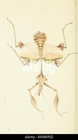 Le Naturalist's Miscellany, ou des chiffres de couleur d'objets naturels BHL40296896 Banque D'Images