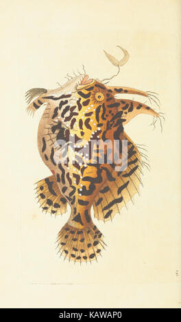 Le Naturalist's Miscellany, ou des chiffres de couleur d'objets naturels BHL40296972 Banque D'Images