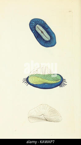 Le Naturalist's Miscellany, ou des chiffres de couleur d'objets naturels BHL40296998 Banque D'Images