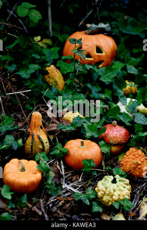 Libre de quelques différentes citrouilles et un cric-o-lanterne dans l'arrière-cour ou dans les bois entouré de feuilles de lierre Banque D'Images