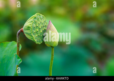 Incroyable de fruits et de fleur de lotus lotus s'embrasser dans un lac tropical calme en matinée de printemps. Banque D'Images