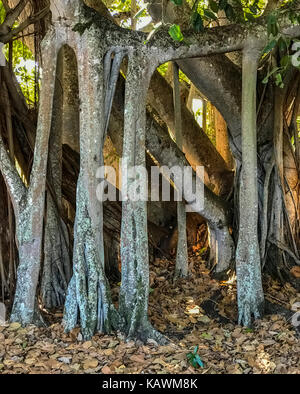 Ft. Myers, Floride, USA. Arbre de banian (Ficus benghalensis) racines aériennes, Thomas Edison et offres d'hiver. En plus grand banyan zone continentale des États-Unis. Banque D'Images