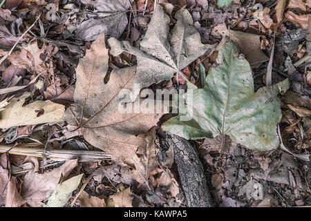 Un assortiment de feuilles sèches portant sur le terrain dans la forêt Banque D'Images