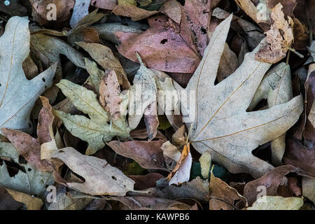 Un assortiment de feuilles sèches portant sur le terrain dans la forêt Banque D'Images