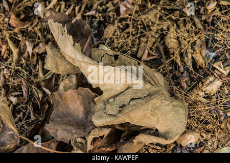 Un assortiment de feuilles sèches portant sur le terrain dans la forêt Banque D'Images