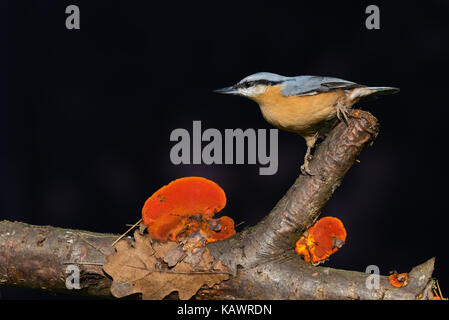 Photo horizontale de jeunes oiseaux eurasiens. nutnatch songbird est perché sur une branche de feuilles sèches et de champignons orange. animal est noir, bleu et orange feath Banque D'Images