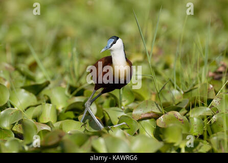 Jacana africain Actophilornis africanus) (marche sur les roselières au lac Naivasha, Kenya Banque D'Images