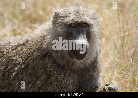 Babouin (Papio Anubis) singe sur la savane dans le Masai Mara, Kenya Banque D'Images