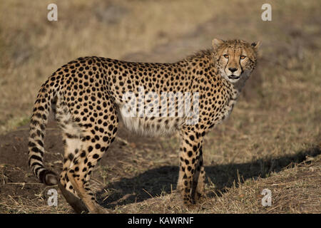 Le Guépard (Acinonyx jubatus) numérise la savane dans le Masai Mara, Kenya Banque D'Images