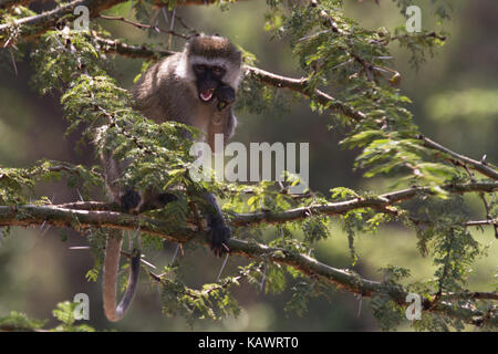 Un singe (Chlorocebus pygerythrus) manger des fruits et de la végétation dans l'arbre dans le Masai Mara, Kenya Banque D'Images