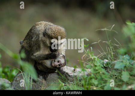 Un singe (Chlorocebus pygerythrus) mother holding infant d'armes tout en quête de nourriture dans le Masai Mara, Kenya Banque D'Images