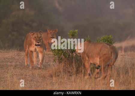 Lioness (Panthera leo) de se cacher derrière un buisson sur jouer chasser tout en cub montres dans le Masai Mara, Kenya Banque D'Images