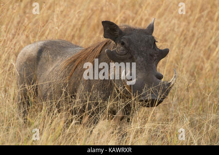 Phacochère (Phacochoerus africanus) se mettre à couvert dans la savane dans le Masai Mara, Kenya Banque D'Images