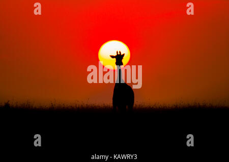 Girafe sur les plaines en silhouette sur l'Afrique de glorieux coucher du soleil dans le Masai Mara, Kenya Banque D'Images