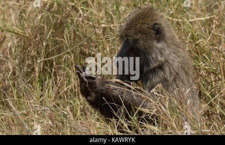 Babouin (Papio Anubis) singe sur la savane dans le Masai Mara, Kenya Banque D'Images