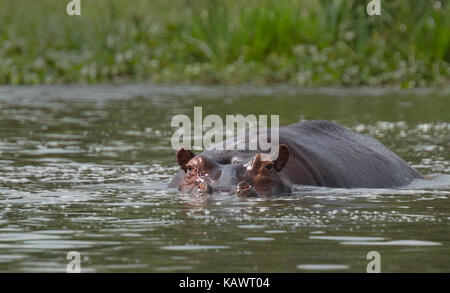 Hippopotame (Hippopotamus amphibius) immergé dans la rivière à Murchison Falls National Park, de l'Ouganda Banque D'Images