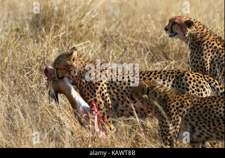 Guépard femelle avec oursons avec Kill Gazelle. Le Masai Mara, Kenya Banque D'Images