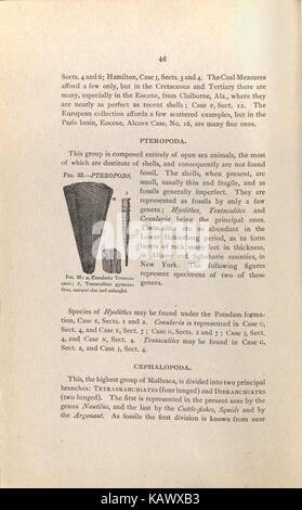 Guide du visiteur de la commission géologique et paléontologique des collections dans le Musée Américain d'Histoire Naturelle, 70 7e Rue et 8e Avenue, New York City (page 46) BHL47135413 Banque D'Images