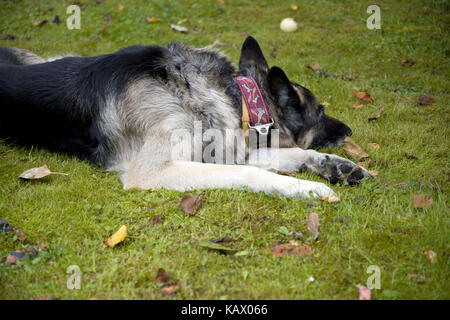 Un chien de berger au repos dans l'automne, parc de photos en plein air libre Banque D'Images