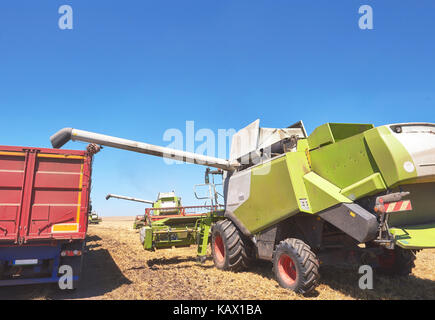 Moissonneuse batteuse en action sur le champ de blé. la récolte est le processus de collecte d'une culture des champs mûrs Banque D'Images