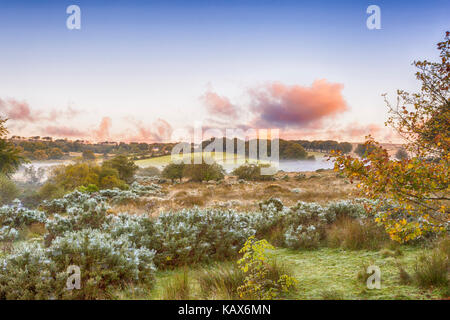 Early Misty morning sunrise avec toiles couvertes de rosée à Postbridge, Dartmoor National Park, Devon, Royaume-Uni en septembre Banque D'Images