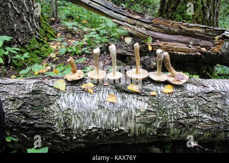 Le groupe de champignons (bolets bouleau) est définie dans une rangée sur le tronc d'un bouleau tombé. Banque D'Images