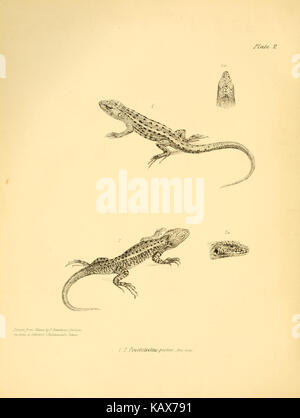 La zoologie du voyage de H.M.S. Beagle (Reptiles Pl. 2) BHL14062162 Banque D'Images