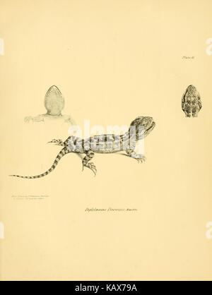 La zoologie du voyage de H.M.S. Beagle (Reptiles Pl. 10) BHL14062234 Banque D'Images