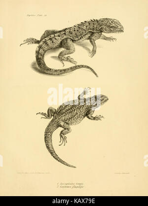 La zoologie du voyage de H.M.S. Beagle (Reptiles Pl. 14) BHL14062256 Banque D'Images