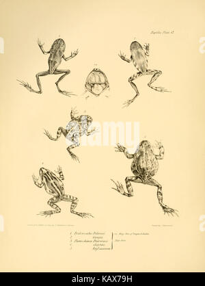 La zoologie du voyage de H.M.S. Beagle (Reptiles Pl. 17) BHL14062275 Banque D'Images