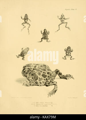 La zoologie du voyage de H.M.S. Beagle (Reptiles Pl. 20) BHL14062302 Banque D'Images