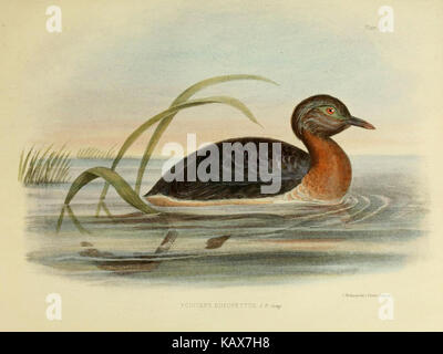 Cette illustration tirée de la « Zoologie du voyage du H.M.S. Erebus and Terror » représente des espèces animales rencontrées lors des expéditions australiennes et antarctiques de 1839-43, en se concentrant sur les découvertes scientifiques faites au cours du voyage. Banque D'Images