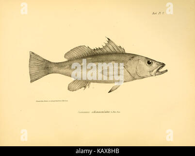 Cette illustration de la zoologie du voyage du HMS Beagle se concentre sur les espèces de poissons observées au cours de l’expédition. Le travail contribue aux premières études de biologie marine et aux découvertes scientifiques de Charles Darwin. Banque D'Images