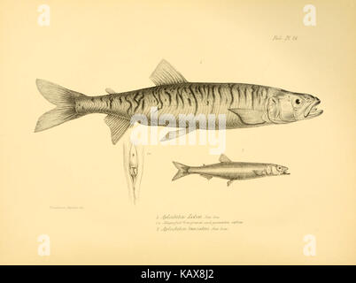 Une plaque tirée de *la Zoologie du voyage de H.M.S. Beagle*, représentant des espèces de poissons observées au cours du voyage scientifique de Charles Darwin, contribuant au développement de la théorie de l'évolution. Banque D'Images