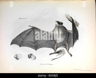 'La Zoologie du voyage de H.M.S. Beagle' est un ouvrage scientifique emblématique documentant les espèces rencontrées par Charles Darwin lors de son expédition sur le Beagle. Banque D'Images