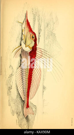 Livre intitulé 'L'histoire naturelle des poissons', axé sur l'anatomie des poissons et leurs utilisations pratiques, publié dans le cadre de la littérature scientifique et conservé dans une archive de biodiversité. Banque D'Images