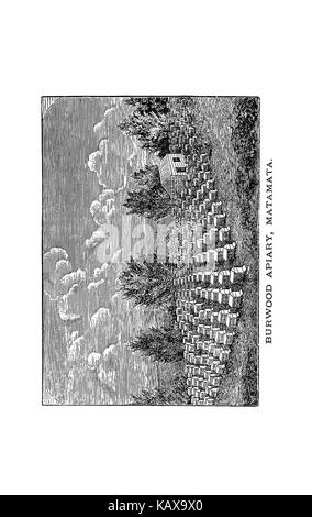 L'Australasian illustré manuel d'abeilles et l'apiculture moderne guide complet de la culture dans l'hémisphère sud BHL38562666 Banque D'Images