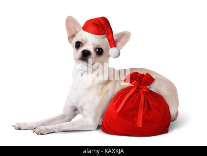 Chihuahua dog with santa hat sac cadeau de Noël et, concept Banque D'Images