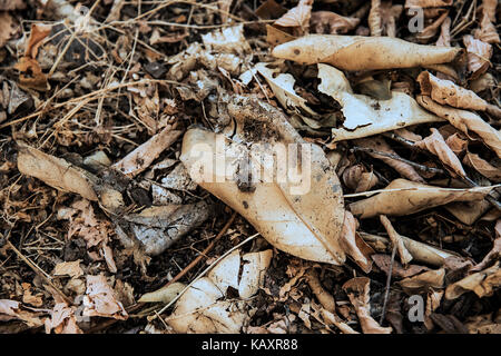 Un assortiment de feuilles sèches portant sur le terrain dans la forêt Banque D'Images