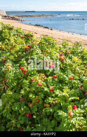 Rosa Rugosa roses formant une couverture attrayante sur le front de mer d'Anstruther, Fife, Scotland UK Banque D'Images