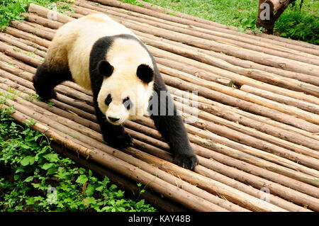 Panda géant à la base de recherche de chengdu panda géant de l'élevage, Chengdu, Sichuan, Chine Banque D'Images