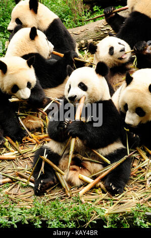 Panda géant en bambou à l'alimentation de la base de recherche de chengdu panda géant de l'élevage, Chengdu, Sichuan, Chine Banque D'Images