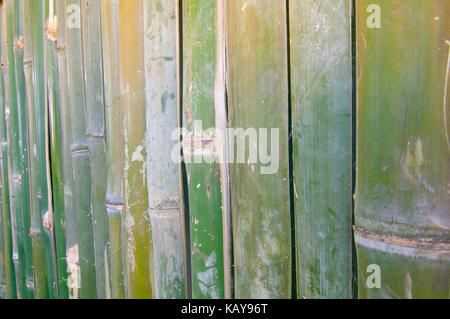 Clôture bambou vert, vert frais et séchés, mur de clôture bambou jaune texture background Banque D'Images