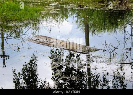 Un conseil flottant dans les eaux d'un étang stagnant. les ombres des arbres se reflètent dans l'eau. beaucoup de végétation verte sur ses rives. Banque D'Images